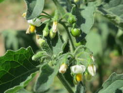 Image of European Black Nightshade