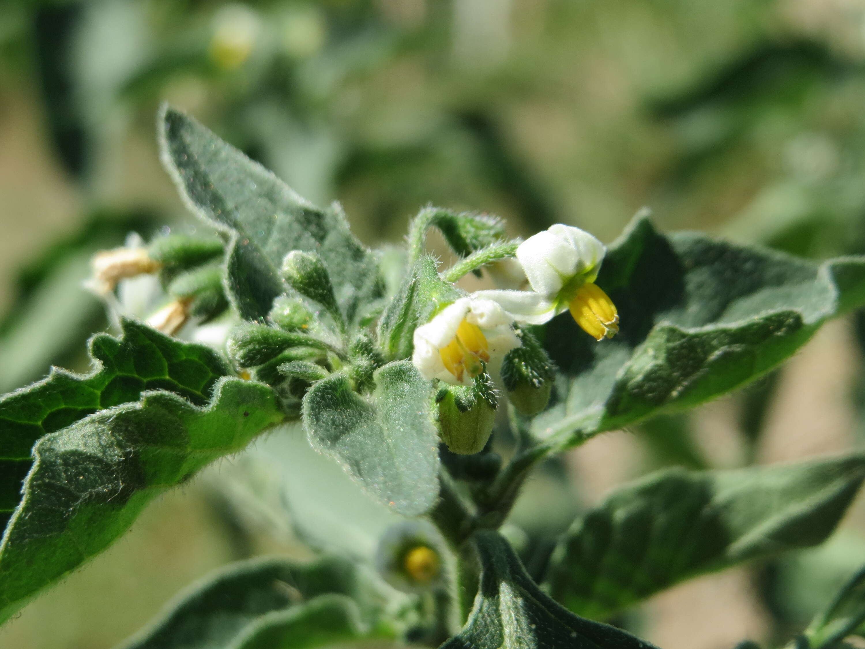 Image of European Black Nightshade