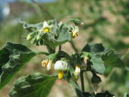 Plancia ëd Solanum nigrum L.