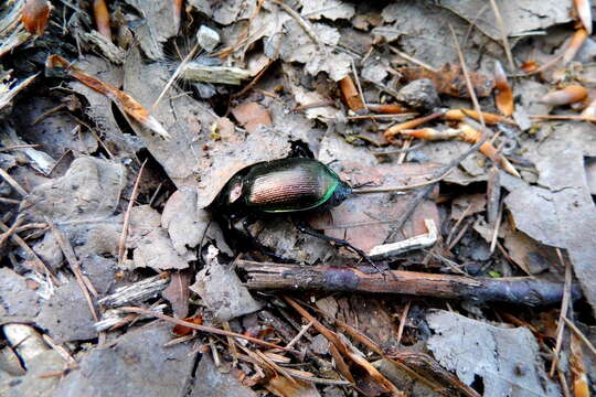 Слика од Calosoma (Calosoma) inquisitor (Linnaeus 1758)