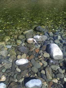 Image of Jenny Creek Sucker