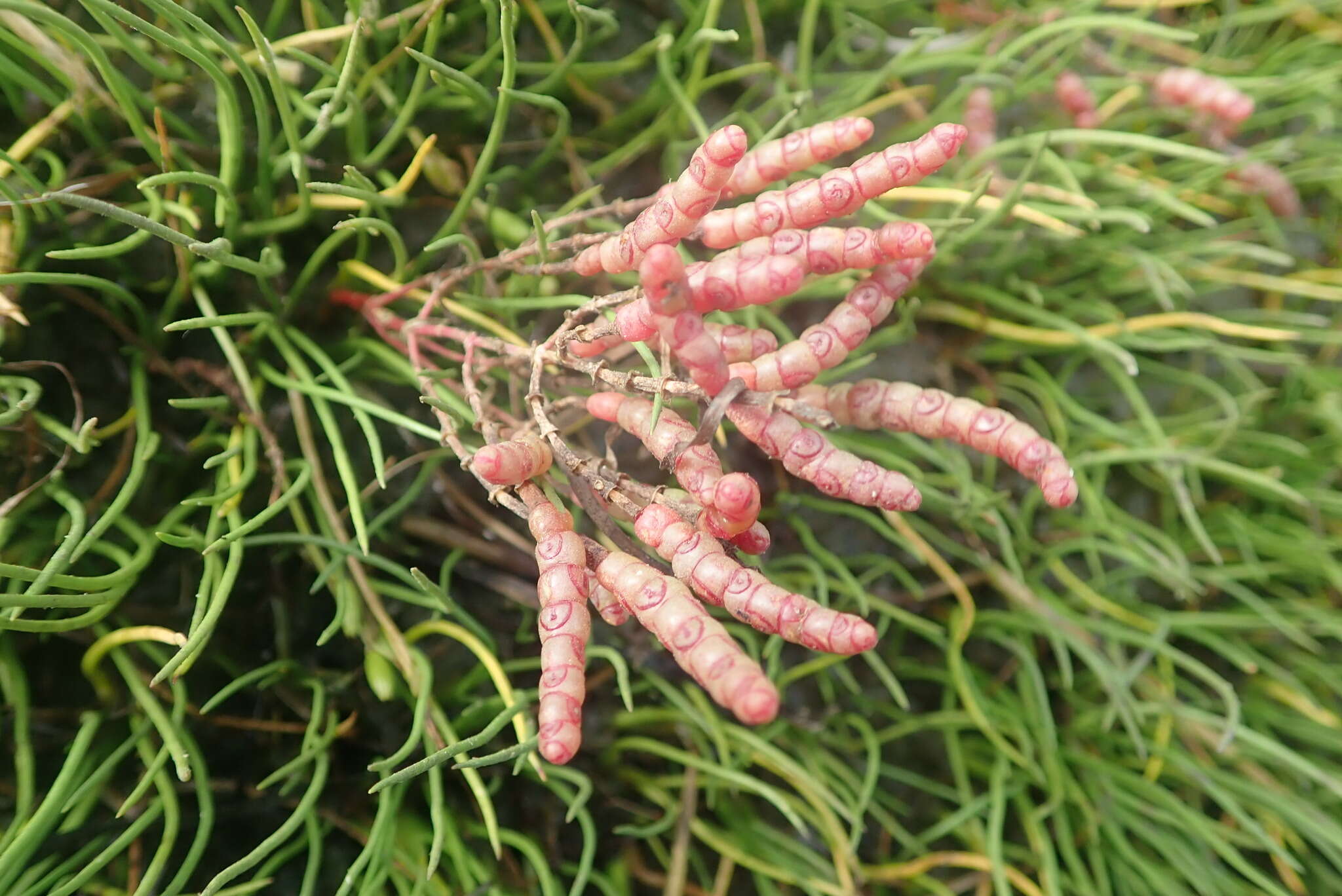 Image of Salicornia meyeriana Moss