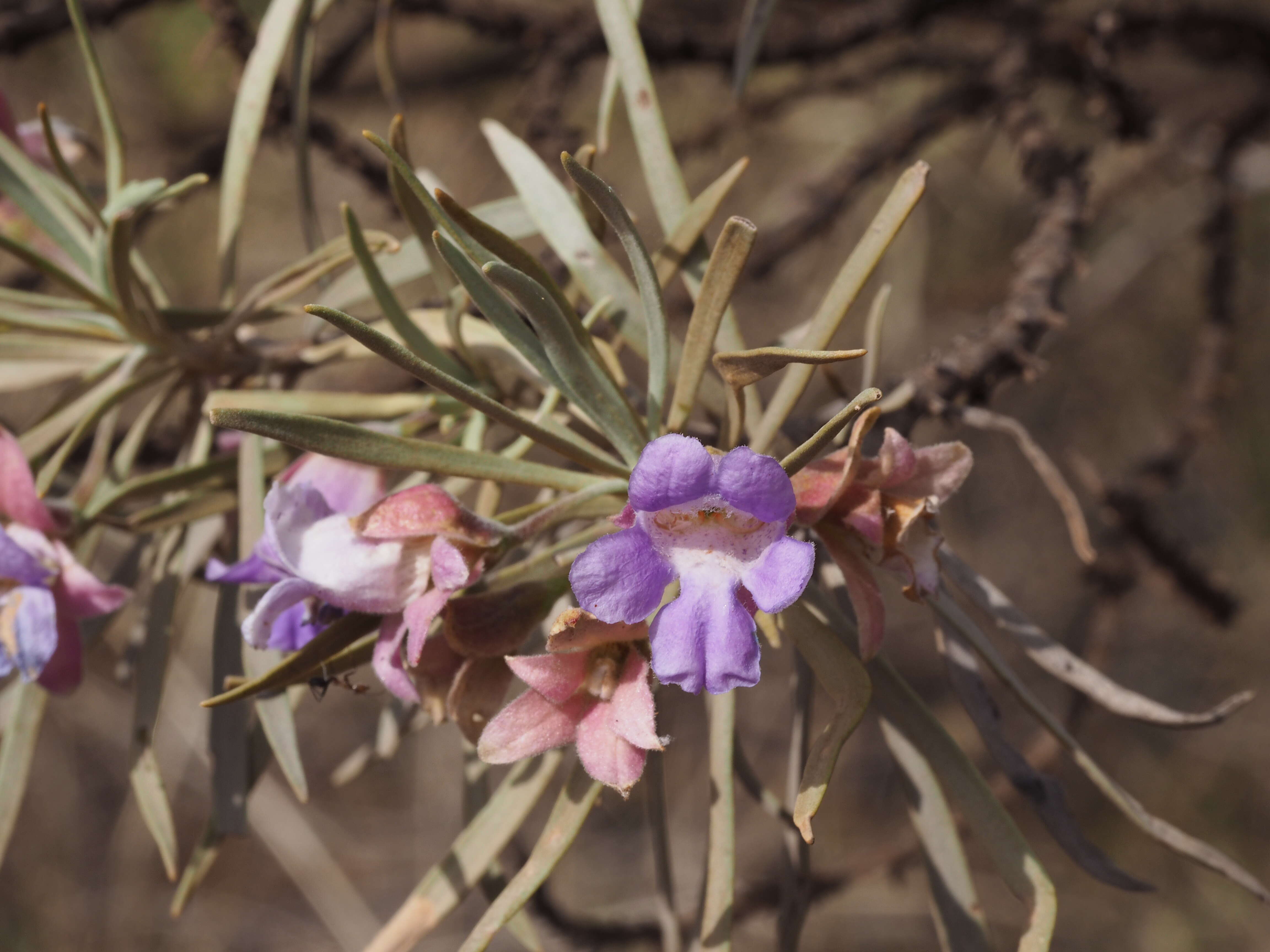 Imagem de Eremophila phyllopoda Chinnock