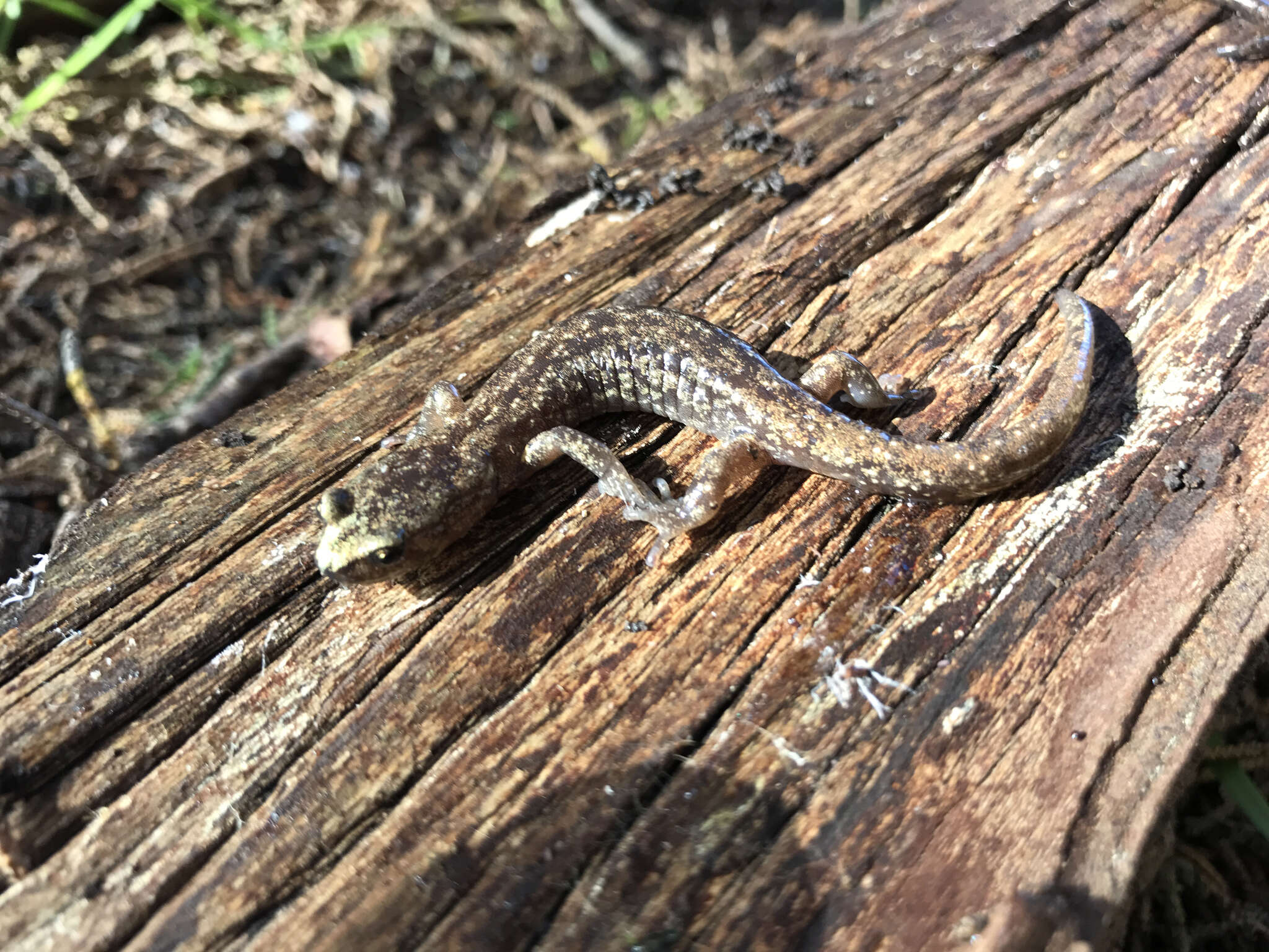 Image of Wandering Salamander