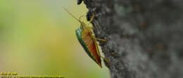 Image of Acanthosoma crassicaudum Jakovlev 1880