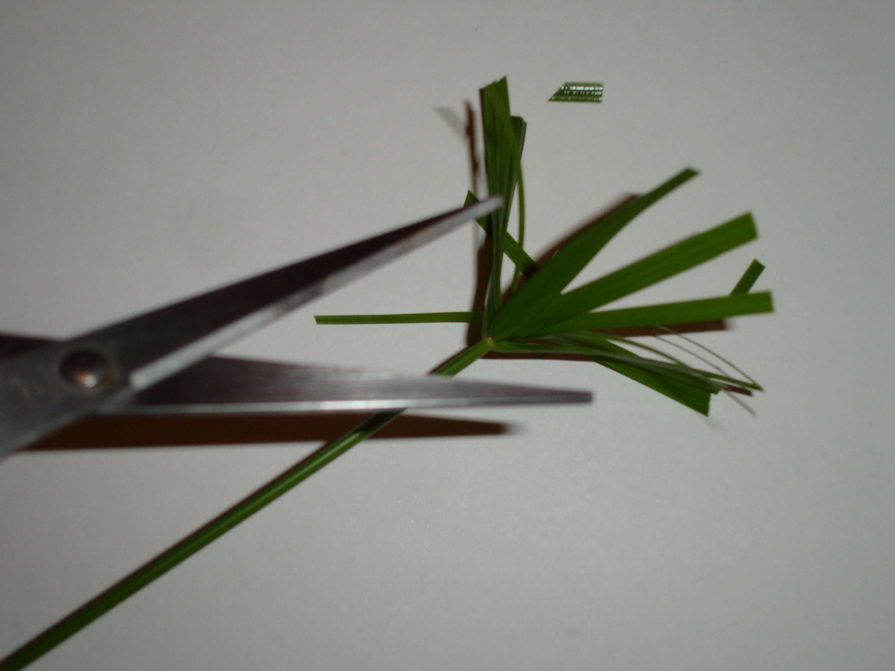 Sivun Cyperus alternifolius L. kuva