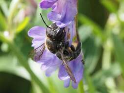 Image of Anthidium septemspinosum Lepeletier 1841