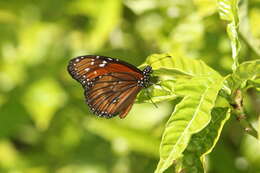 Image of Danaus (Anosia) eresimus subsp. tethys Forbes 1943