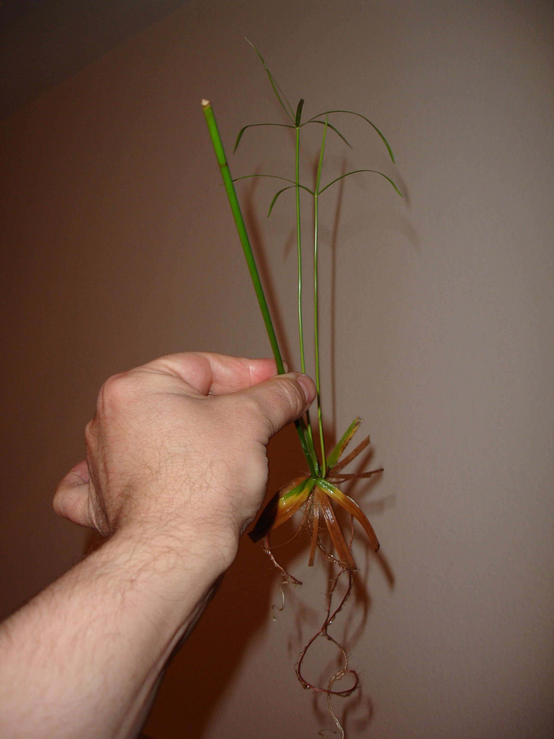 Sivun Cyperus alternifolius L. kuva