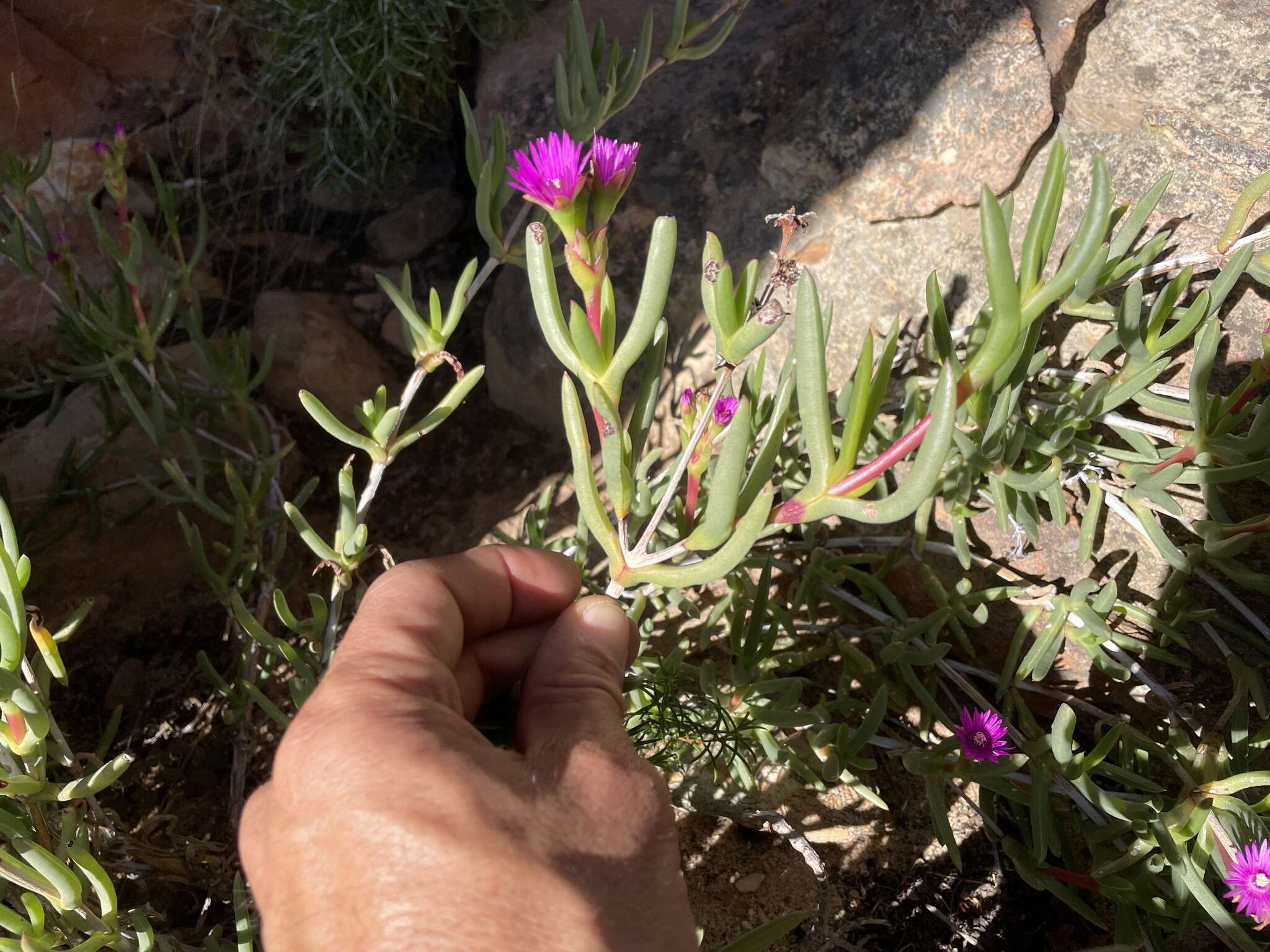 Image of Ruschia cedarbergensis L. Bol.