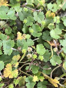 Image of Hydrocotyle benguetensis Elm.