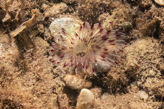 Image of Bispira viola (Grube 1863)