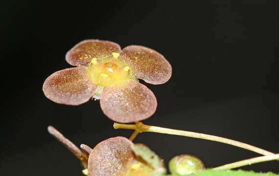 Imagem de Euonymus verrucosus Scop.