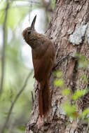 Image of Northern Barred Woodcreeper