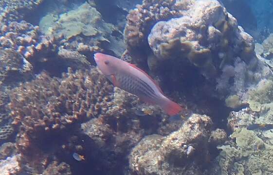 Image of Bridled Parrotfish