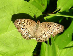 Plancia ëd Junonia atlites Linnaeus 1763