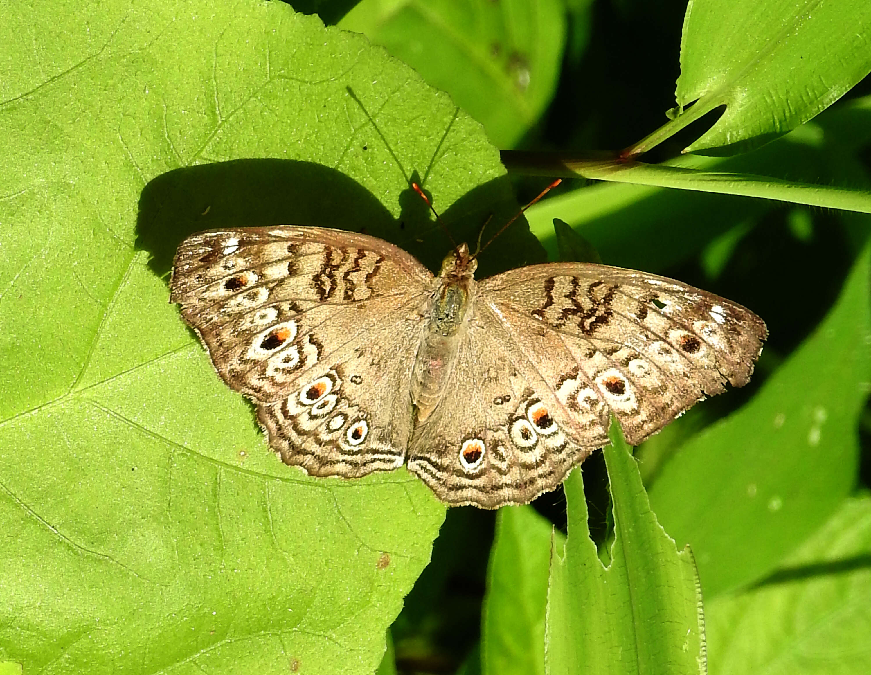 Plancia ëd Junonia atlites Linnaeus 1763