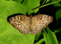 Plancia ëd Junonia atlites Linnaeus 1763