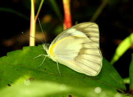 Image of Western Striped Albatross