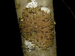 Image of melanelia lichen