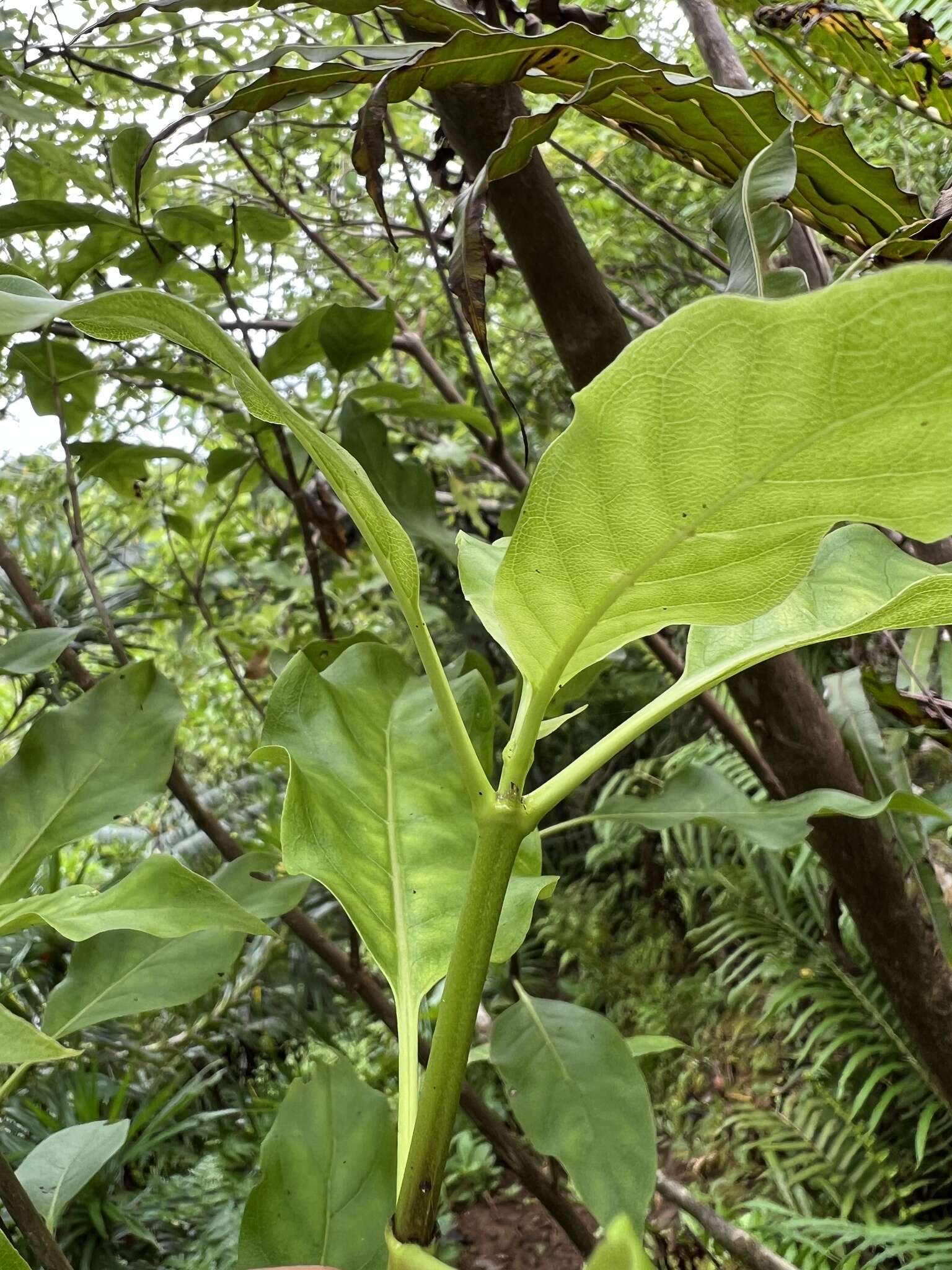 Image of Rarotongan Coprosma