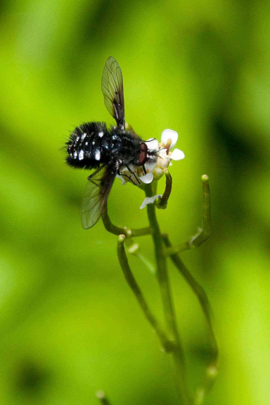 Image of Bombylella atra (Scopoli 1763)