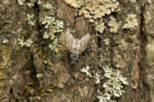 Sivun Phaonia fuscata (Fallen 1825) kuva