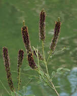 Imagem de Amorpha fruticosa L.