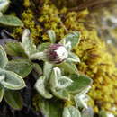 Image of Chersodoma antennaria (Wedd.) Cabrera