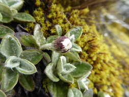 Plancia ëd Chersodoma antennaria (Wedd.) Cabrera