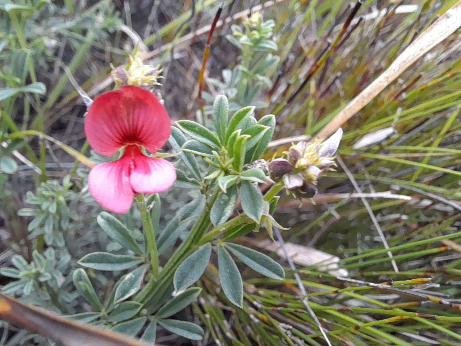 Indigofera glaucescens Eckl. & Zeyh.的圖片