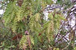 Image of Acanthus polystachyus Del.