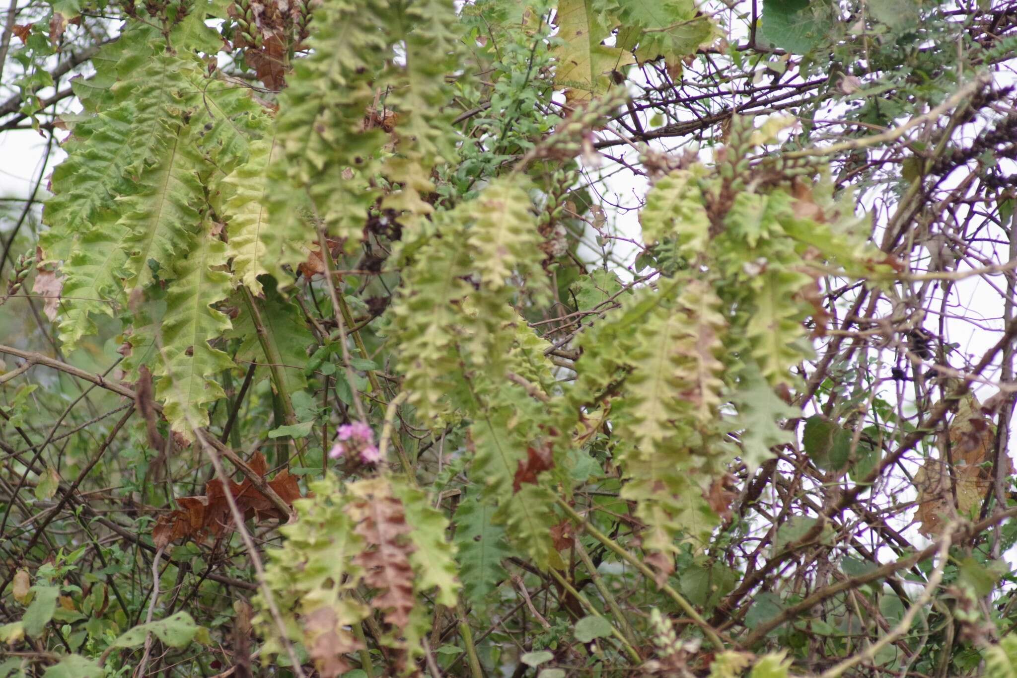 Image of Acanthus polystachyus Del.