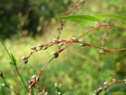 Image of Water-pepper