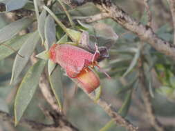 Image of Emu Bush