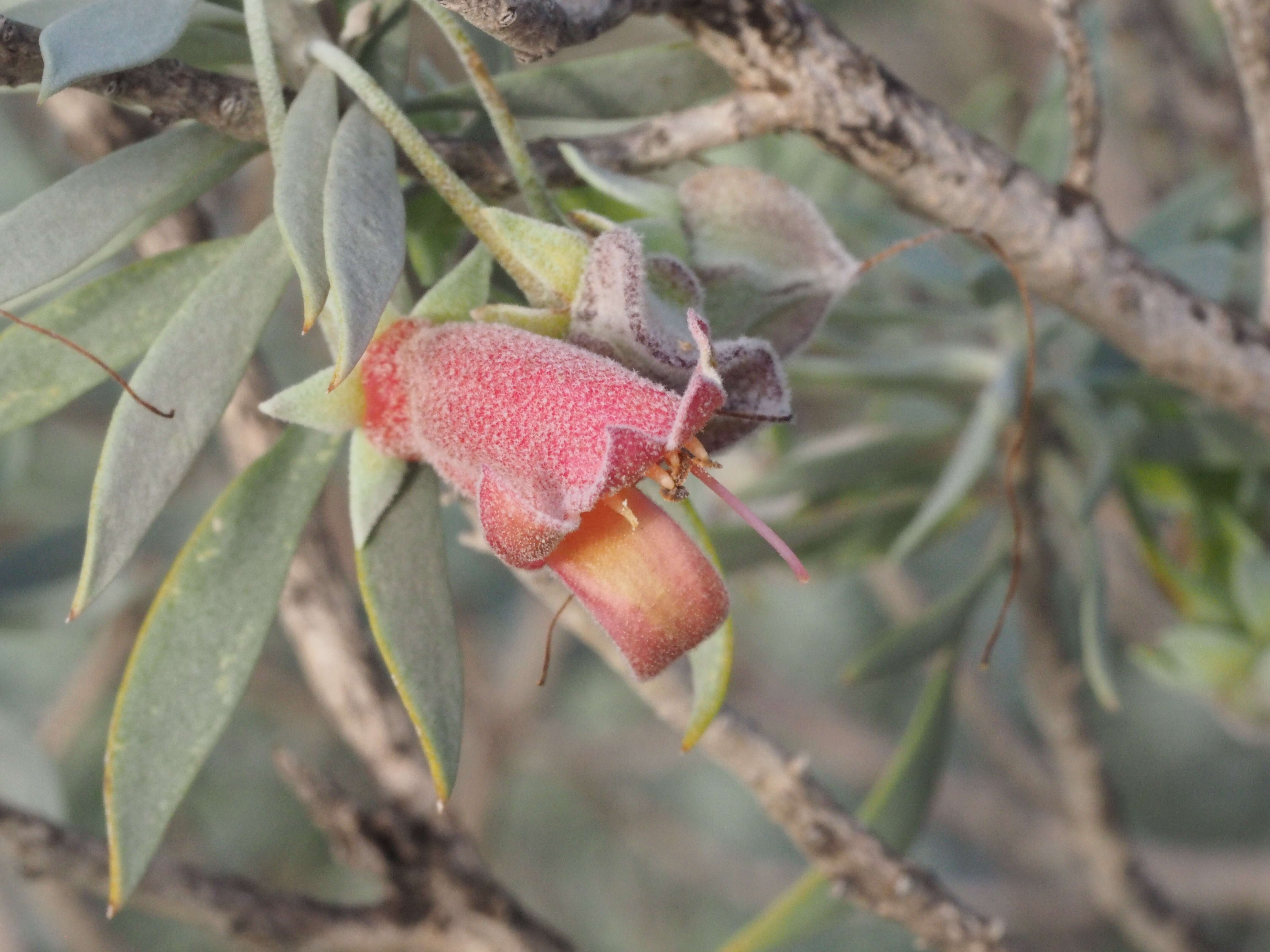 Image of Emu Bush