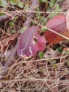 Image of Stigmella villosella (Clemens 1861) Newton et al. 1982