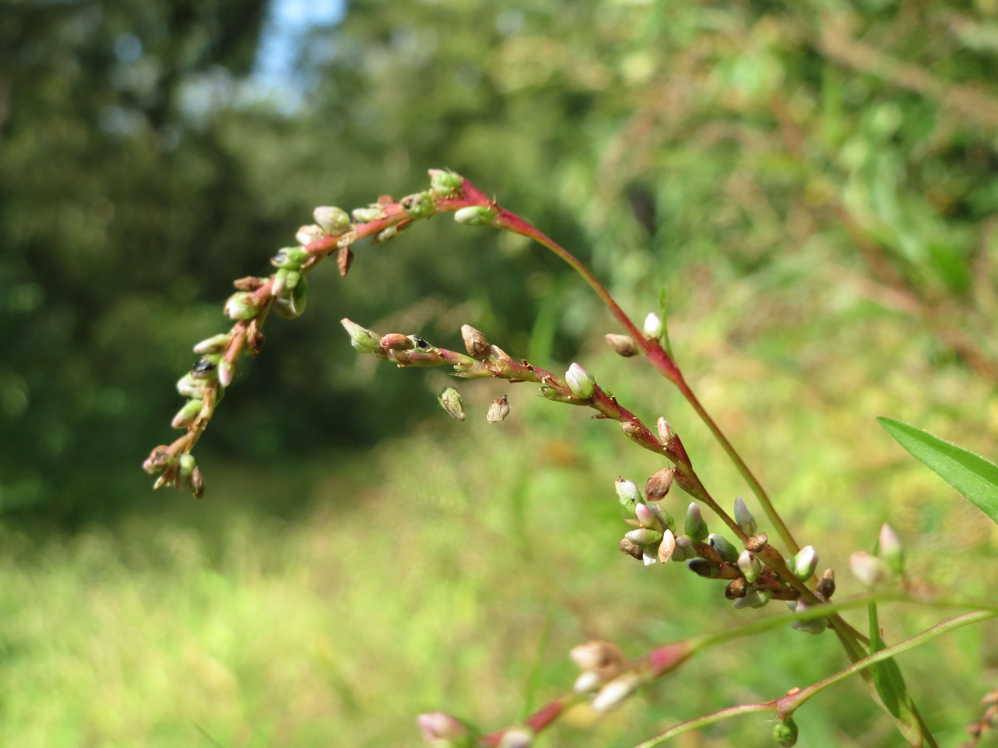 Image of Water-pepper