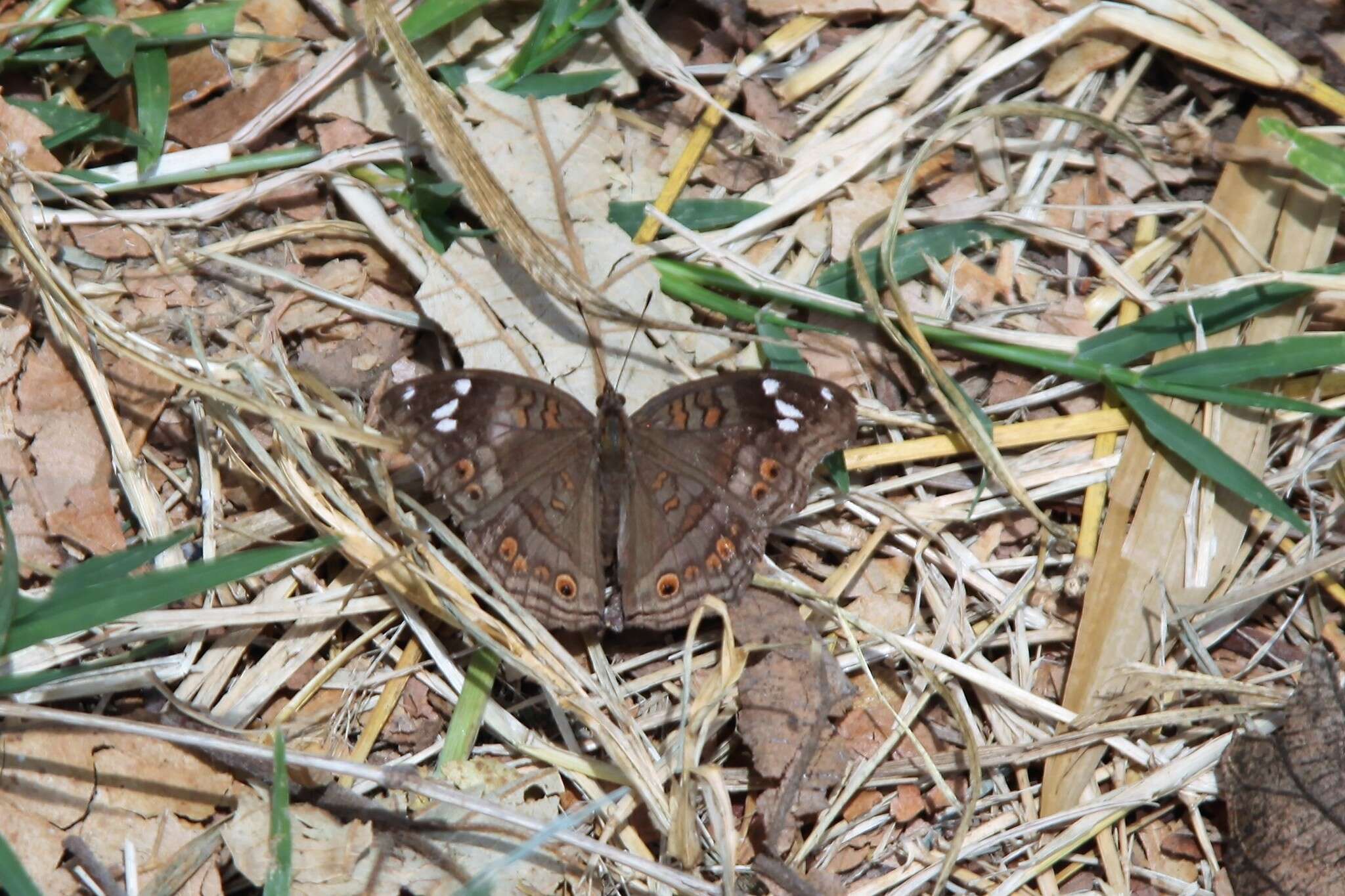 Imagem de Junonia natalica Felder 1860