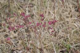 Sivun Symphoricarpos orbiculatus Moench kuva