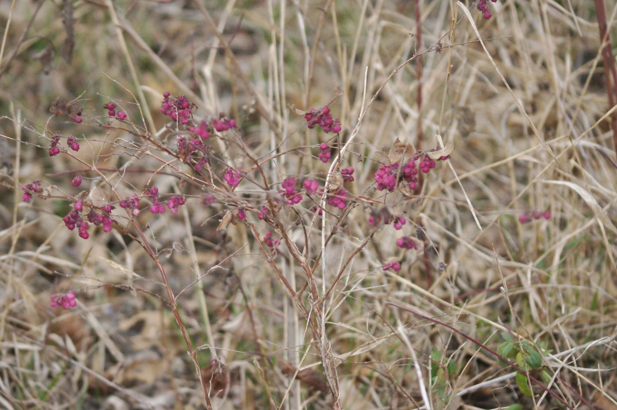 Sivun Symphoricarpos orbiculatus Moench kuva