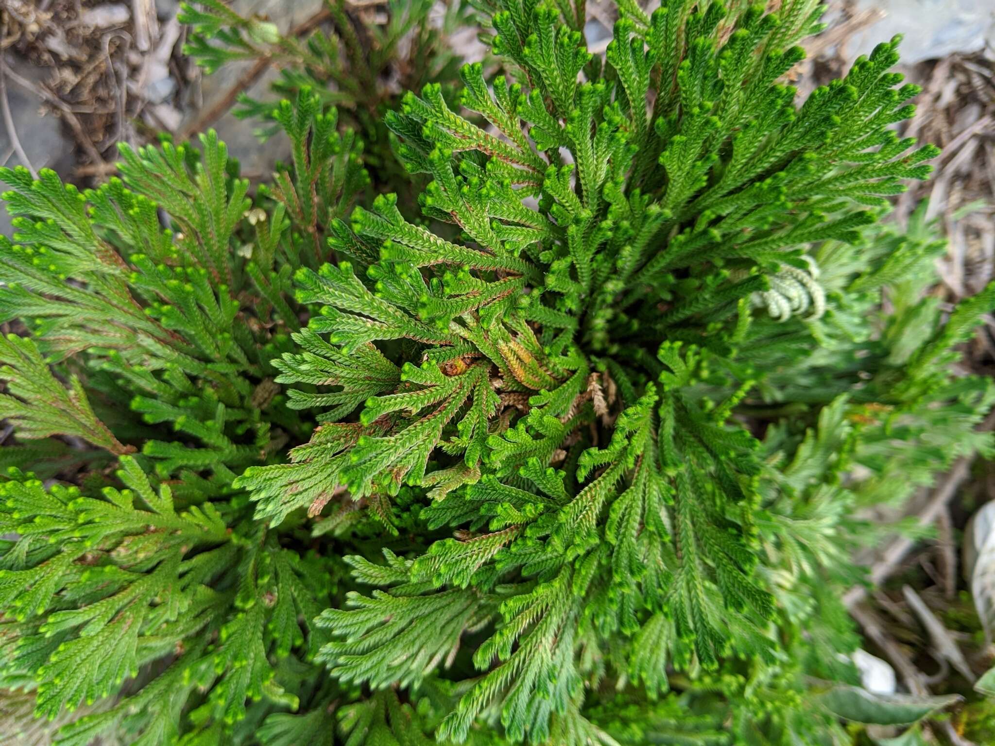 Selaginella tamariscina (Beauv.) Spring resmi