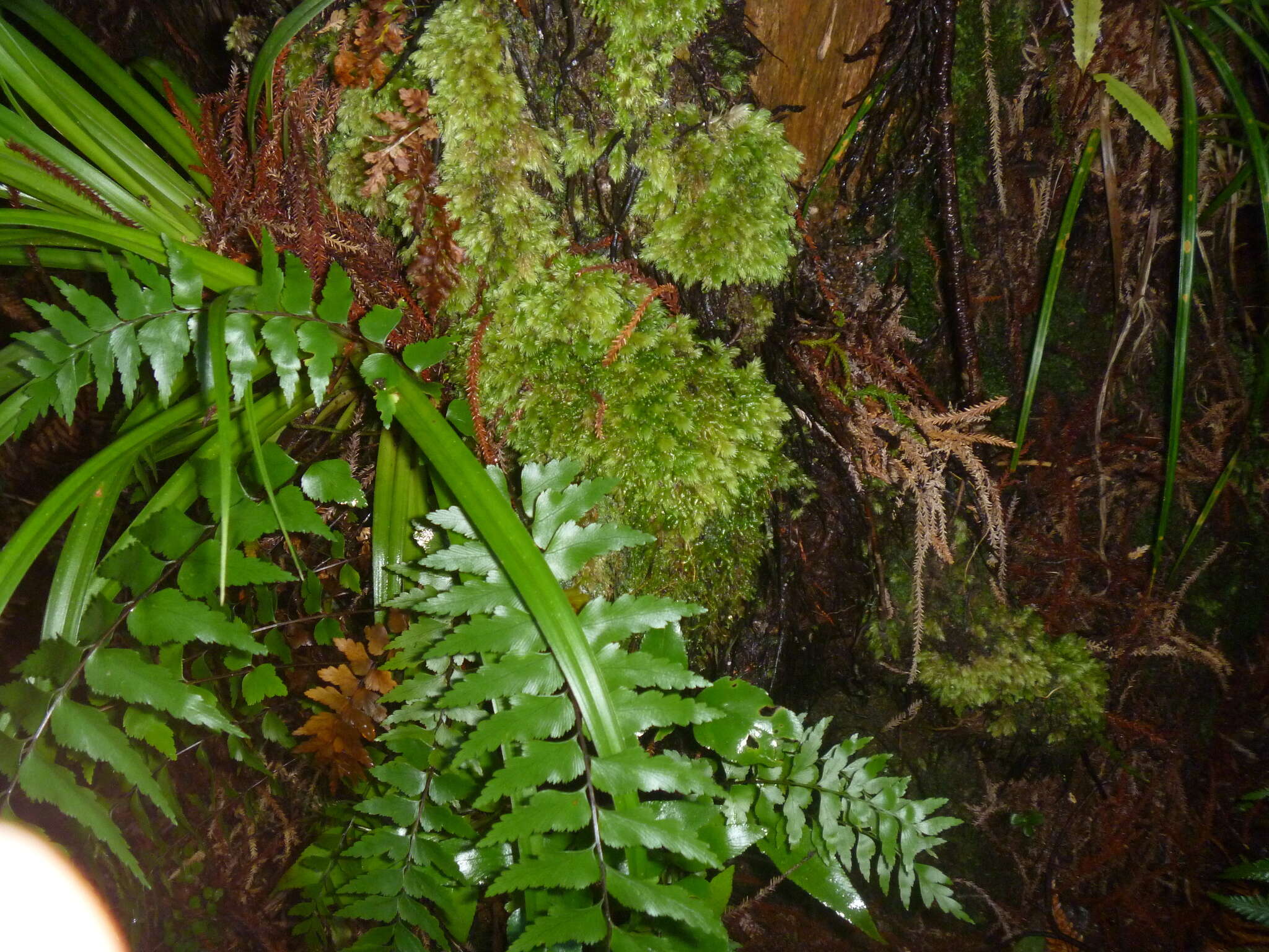 Image of Leucobryum javense Mitten 1859