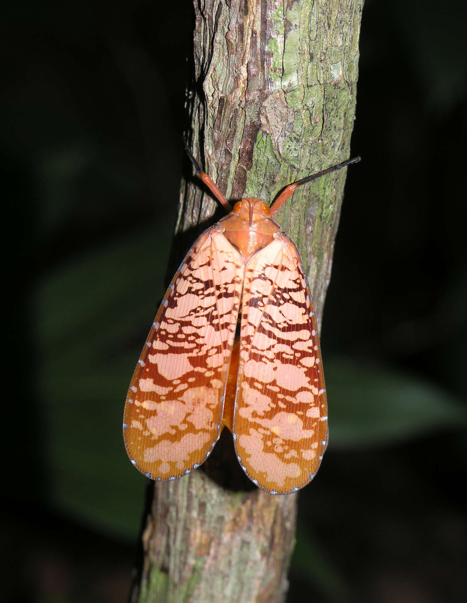 Image of Aphaena (Aphaena) discolor Guérin-Méneville 1834