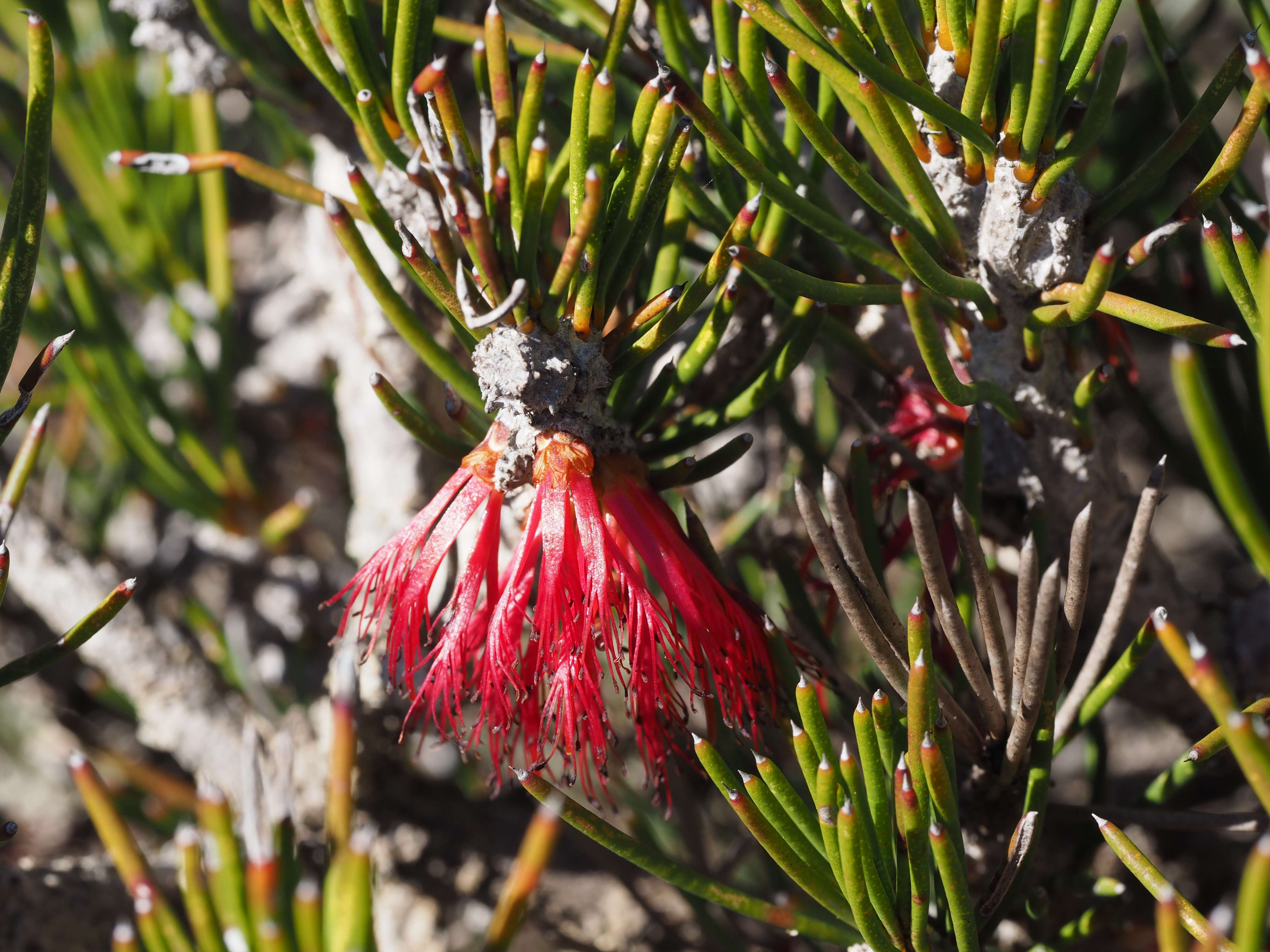 صورة Melaleuca protumida Craven & R. D. Edwards