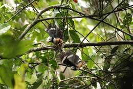 Image of Gabon Helmetshrike