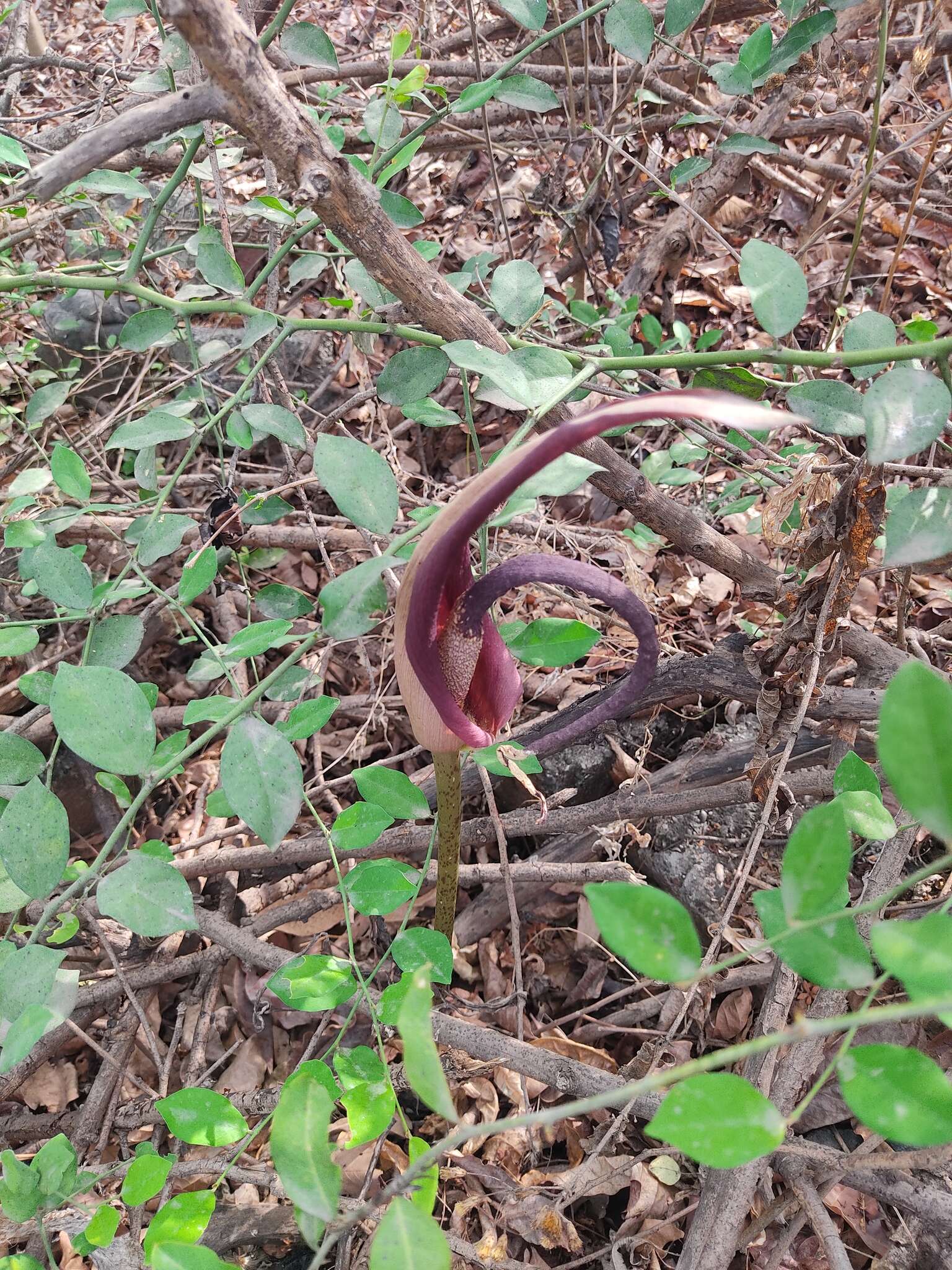 Amorphophallus commutatus (Schott) Engl. resmi