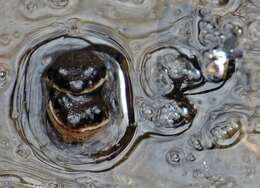 Image of Upland Chorus Frog