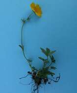 Слика од Potentilla crantzii (Crantz) Beck