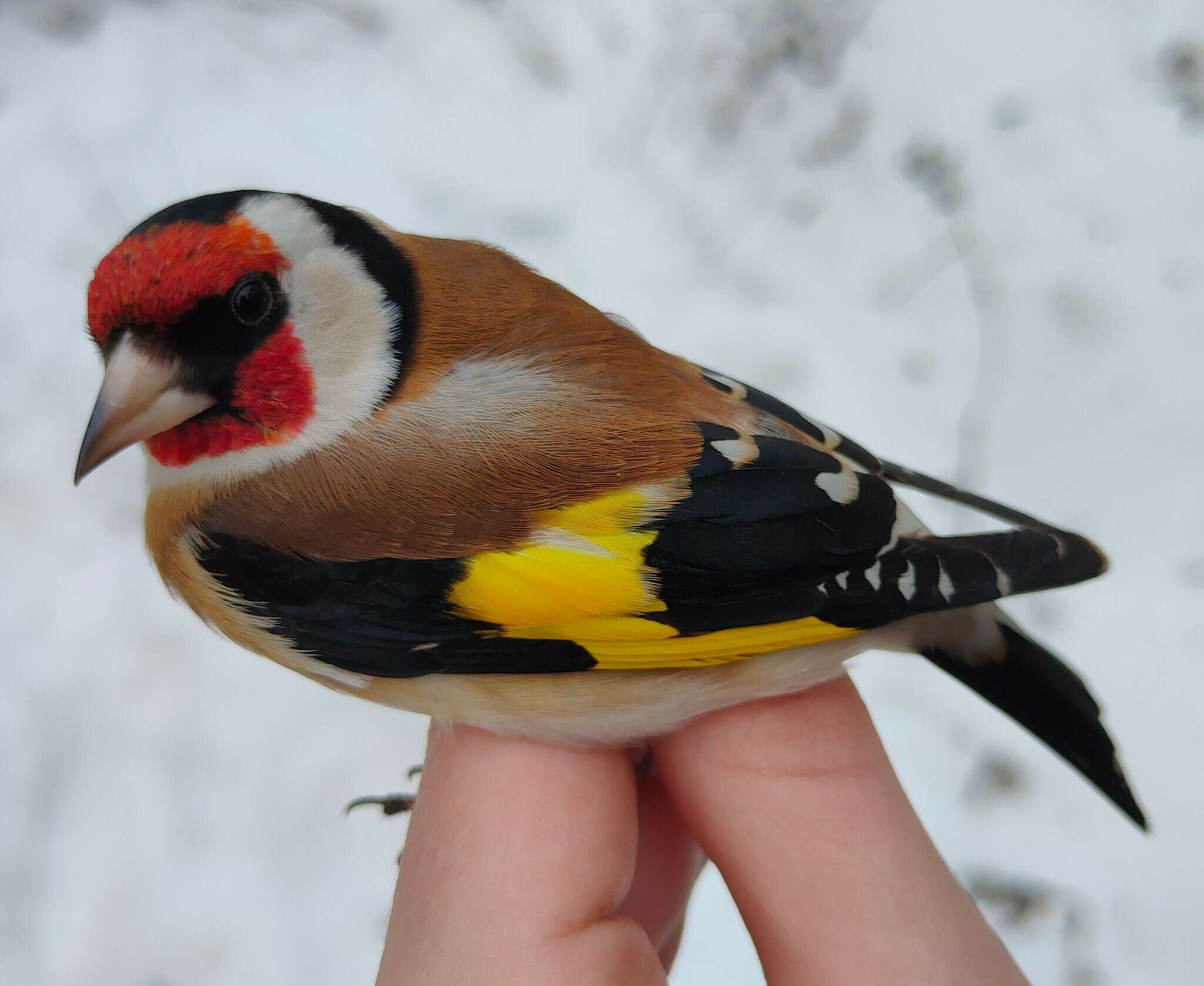 Carduelis carduelis carduelis (Linnaeus 1758)的圖片